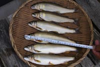 �W���Q�X��